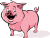 pig