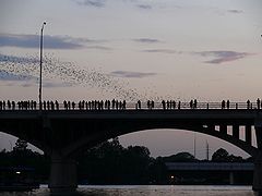 bats emerging from under the Congress Avenue bridge at dusk in Austin