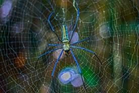 colorful spider in web