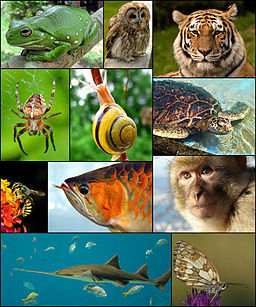 photo collage of different animals
