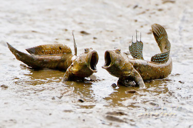 two amphibious mudskippers on a rock